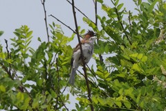 Hemixos castanonotus