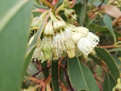 Eucalyptus goniantha goniantha
