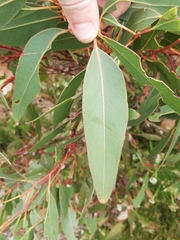 Eucalyptus goniantha goniantha