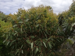 Eucalyptus goniantha goniantha
