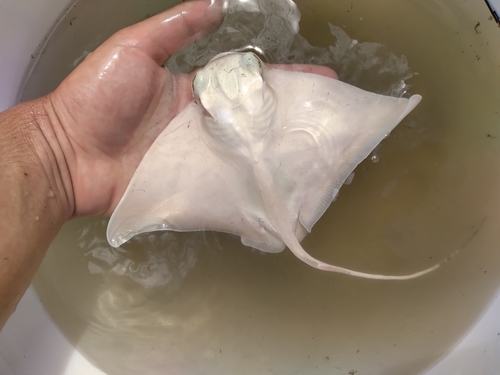 Australian bull ray (Myliobatis australis) — Myliobatidae — 3