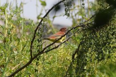 Emberiza rutila
