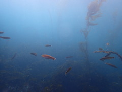 Halichoeres californicus