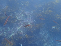 Halichoeres californicus