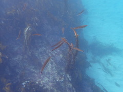 Halichoeres californicus