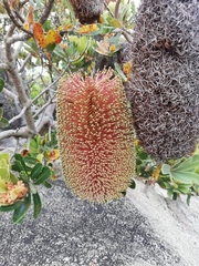 Banksia praemorsa