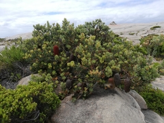 Banksia praemorsa