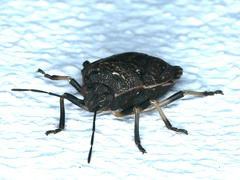 Platycoris rotundatus