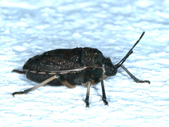 Platycoris rotundatus