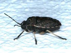 Platycoris rotundatus