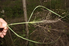Panicum effusum