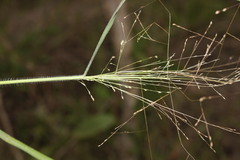 Panicum effusum