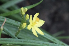Bulbine vagans