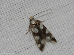 Pseudotelphusa tessella