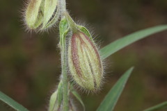 Crotalaria calycina