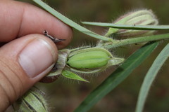 Crotalaria calycina