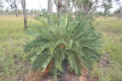 Cycas ophiolitica