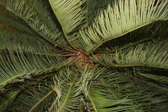 Cycas ophiolitica