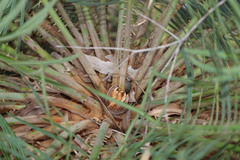 Cycas ophiolitica