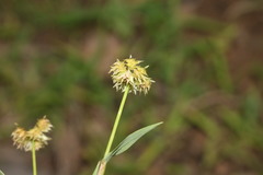 Dactyloctenium radulans