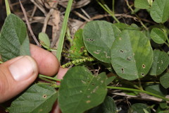 Pleurolobus gangeticus