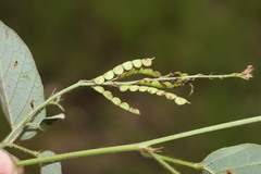 Pleurolobus gangeticus