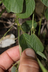 Pleurolobus gangeticus