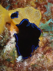 Pseudoceros caeruleocinctus