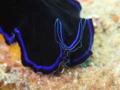 Pseudoceros caeruleocinctus