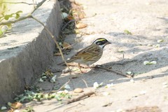 Emberiza chrysophrys