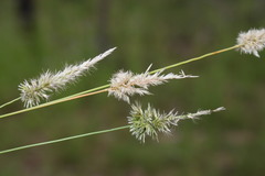 Enneapogon robustissimus