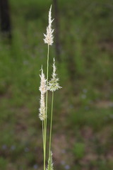 Enneapogon robustissimus