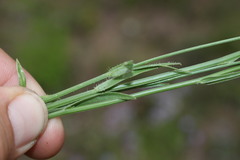 Enneapogon robustissimus