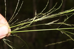 Eragrostis parviflora