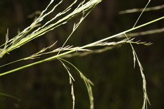 Eragrostis parviflora