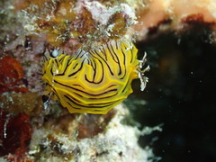 Halgerda willeyi