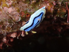 Chromodoris elisabethina