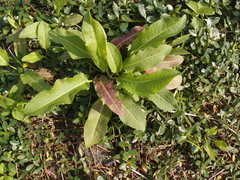 Rumex japonicus