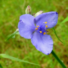 Tradescantia occidentalis