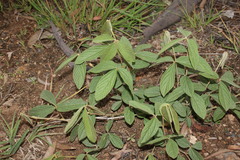 Flemingia parviflora