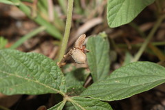 Flemingia parviflora