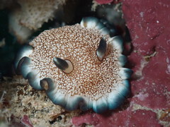 Ardeadoris pullata