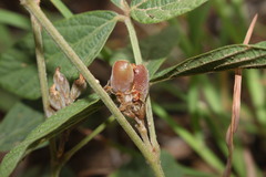 Flemingia parviflora