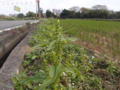 Rumex japonicus