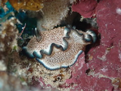 Ardeadoris pullata