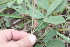 Flemingia parviflora