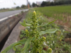 Rumex japonicus