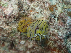 Halgerda willeyi