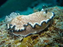 Ardeadoris pullata
