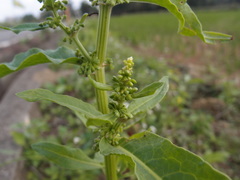 Rumex japonicus